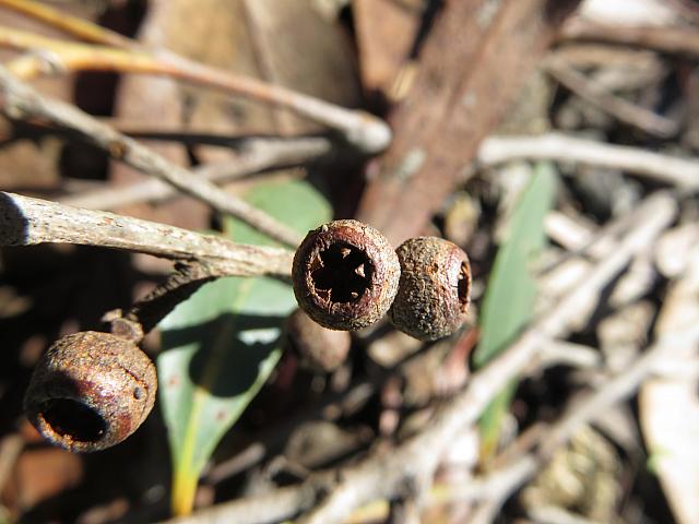 Eucalyptus oblonga (27)