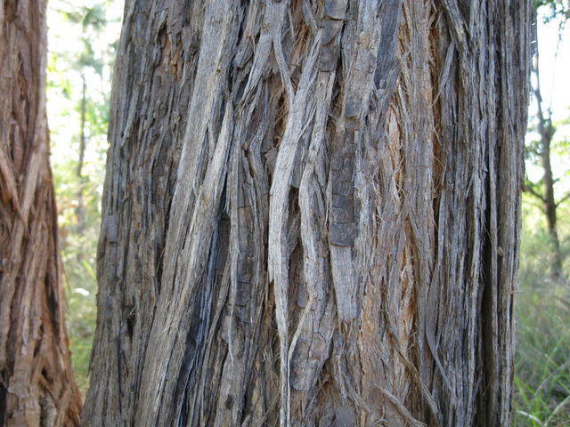 Eucalyptus microcorys fibrous bark 