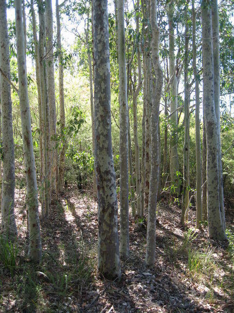 Corymbia maculata new growth trunks
