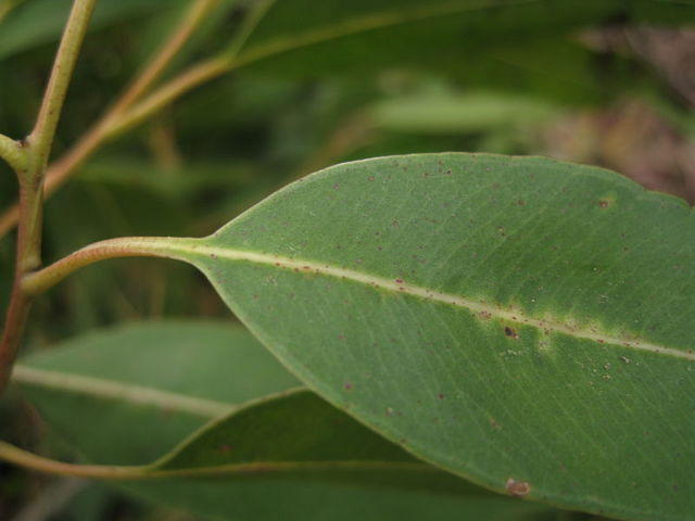 Corymbia maculata veins