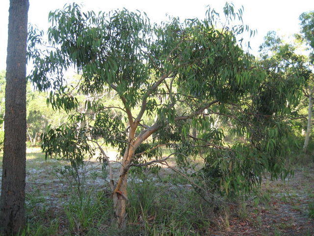 Eucalyptus parramattensis tree shape