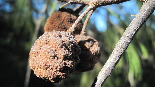 Allocasuarina torulosa cones