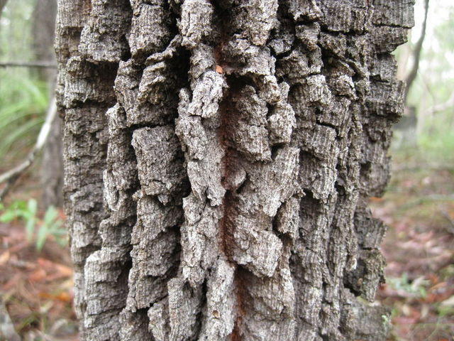 Allocasuarina torulosa chunky bark