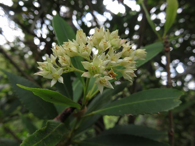 Ceratopetalum apetalum (1)