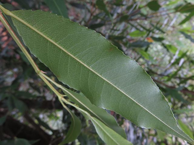 Ceratopetalum apetalum (3)