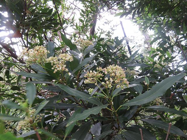 Ceratopetalum apetalum (4)