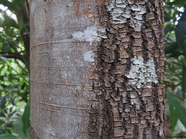 Ceratopetalum apetalum (6)
