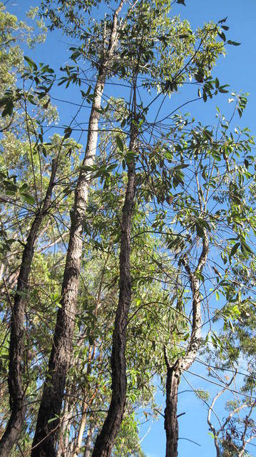 Xylomelum pyriforme tree shape