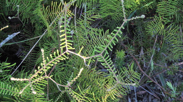 Gleichenia dicarpa 
