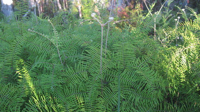 Gleichenia dicarpa 
