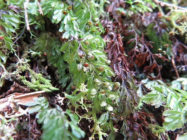 Hymenophyllum cupressiforme (2)