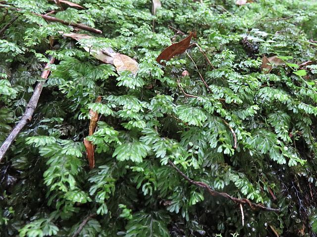 Hymenophyllum cupressiforme (7)