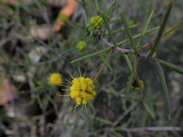 Acacia echinula (17)