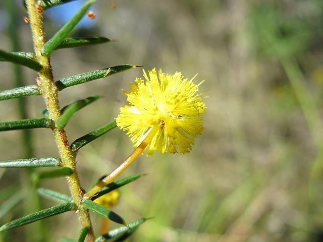 Acacia echinula (5)