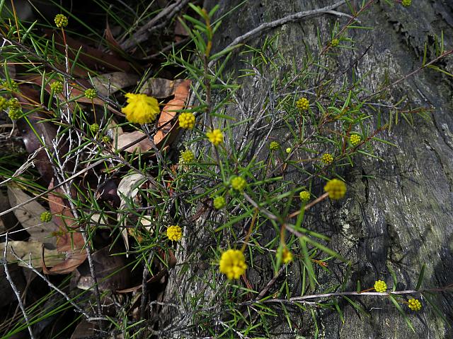 Acacia echinula (5)