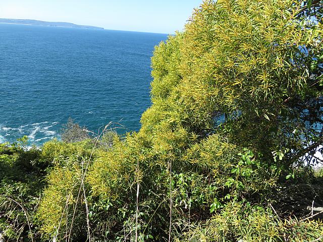 Acacia leiocalyx (1)
