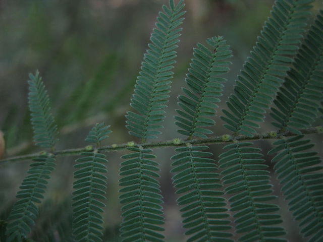 Acacia parramattensis glands