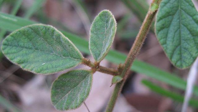 Desmodium rhytidophyllum hairy leaf