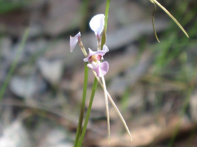 Diuris punctata 
