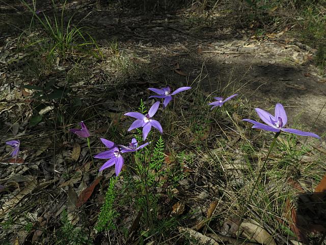 Glossodia major (15)