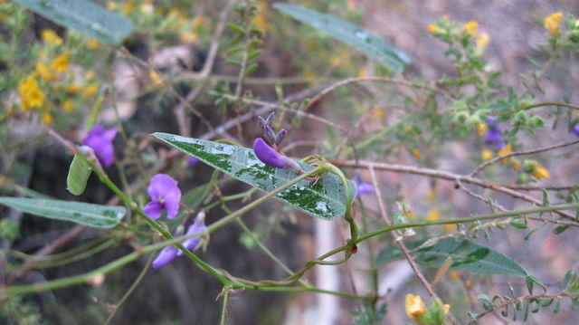 Hardenbergia violacea (7).JPG