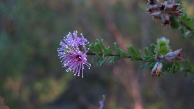 Kunzea capitata flower and fruit