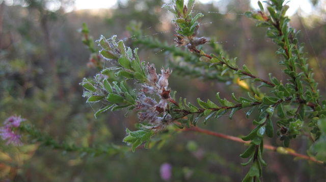Kunzea capitata hairy leaves, stems and fruit
