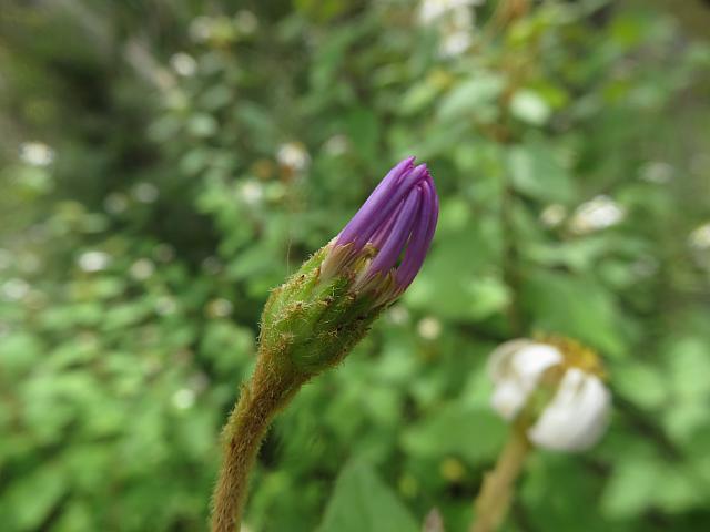 Olearia tomentosa (16)
