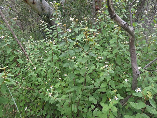 Olearia tomentosa (2)