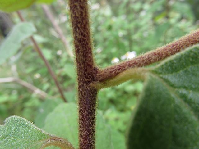 Olearia tomentosa (21)