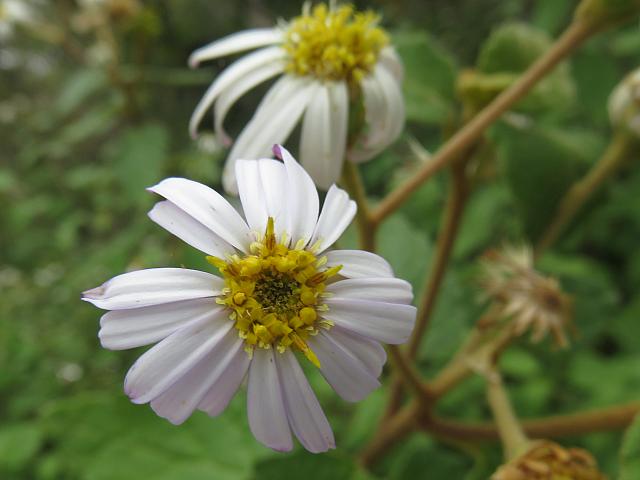 Olearia tomentosa (24)
