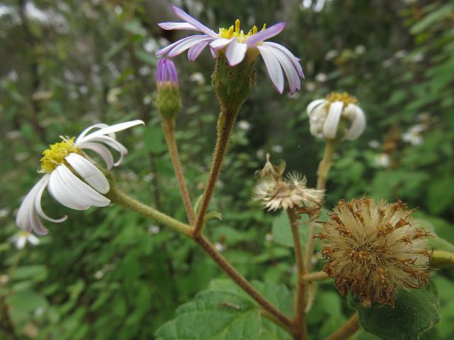 Olearia tomentosa (5)