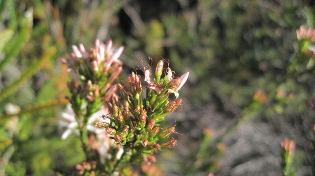 Calytrix tetragona buds