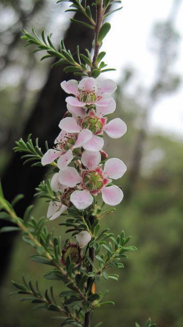 Leptospermum parvifolium flowers
