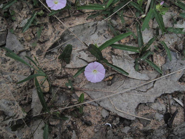 Polymeria calycina plant shape