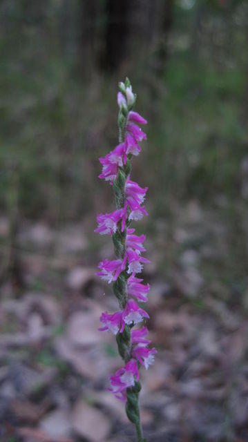 Spiranthes sinensis spike