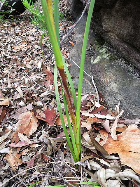 Haemodorum corymbosum (5)