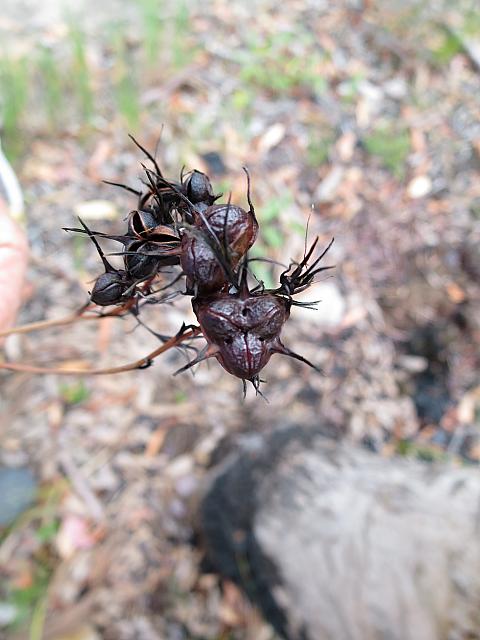 Haemodorum corymbosum (7)