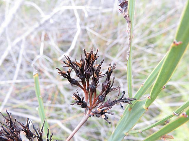 Haemodorum corymbosum (7)