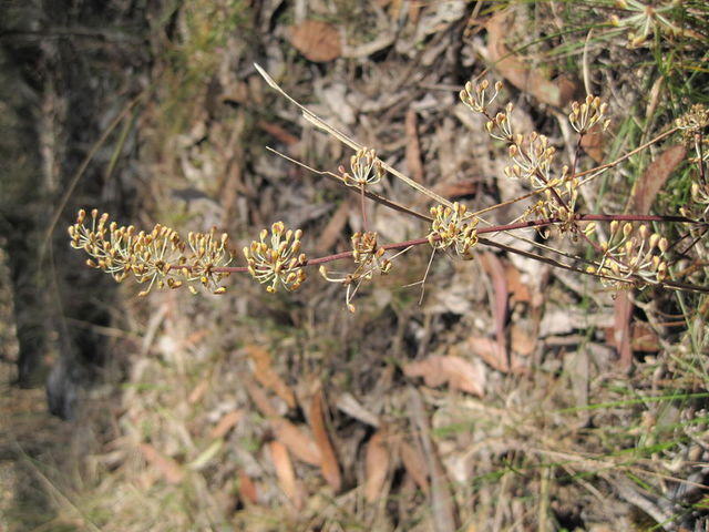Lomandra multiflora 