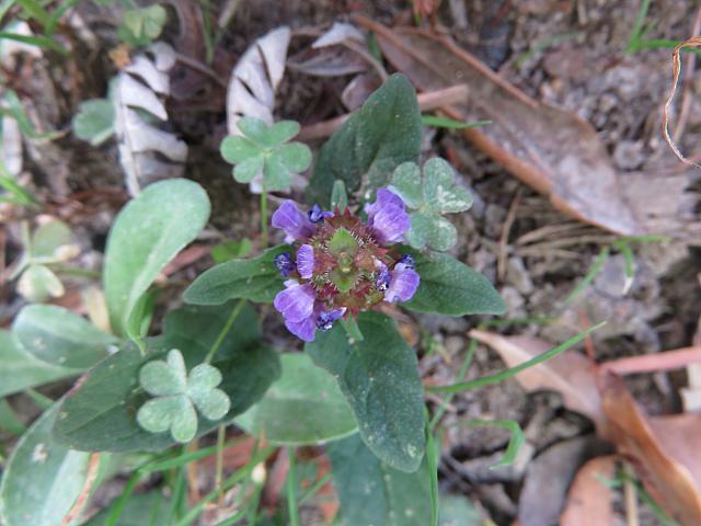 Ajuga australis (1)