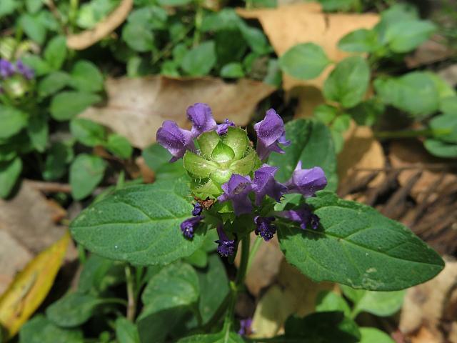 Ajuga australis (20)