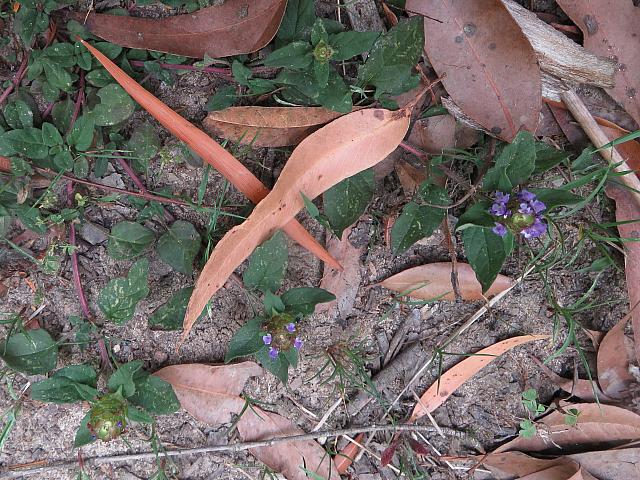 Ajuga australis (4)