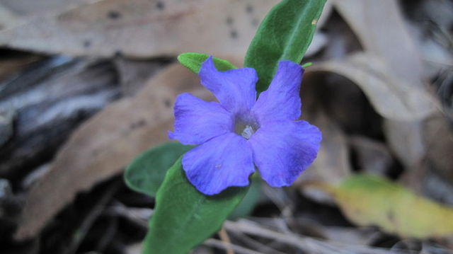 Brunoniella pumilio flower