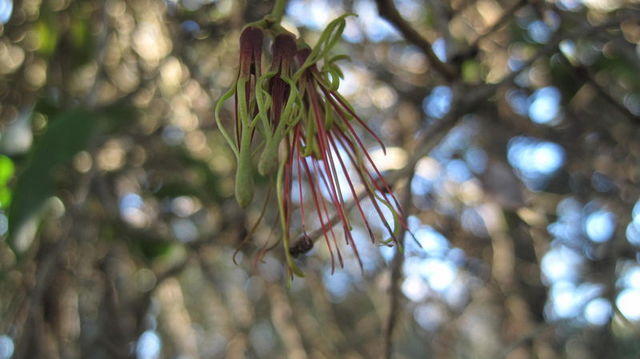 Amyema congener flower