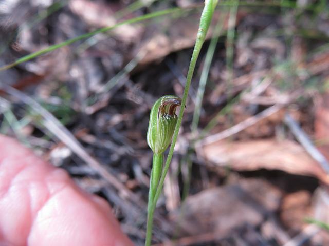 Pterostylis parvifolia (1)
