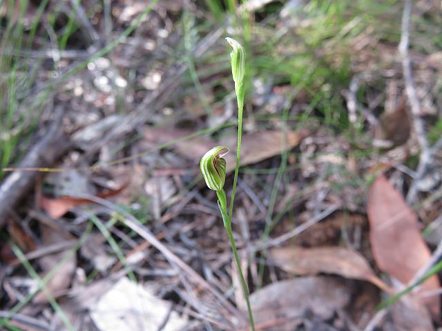 Pterostylis parvifolia (10)