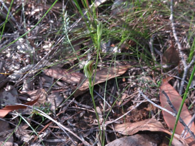 Pterostylis parvifolia (13)