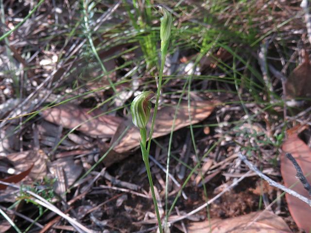 Pterostylis parvifolia (14)