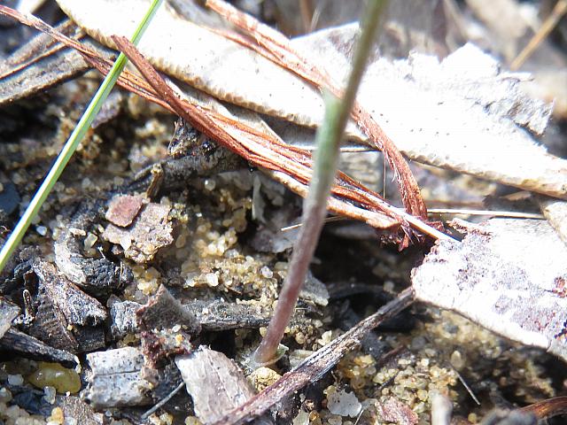 Pterostylis parvifolia (6)
